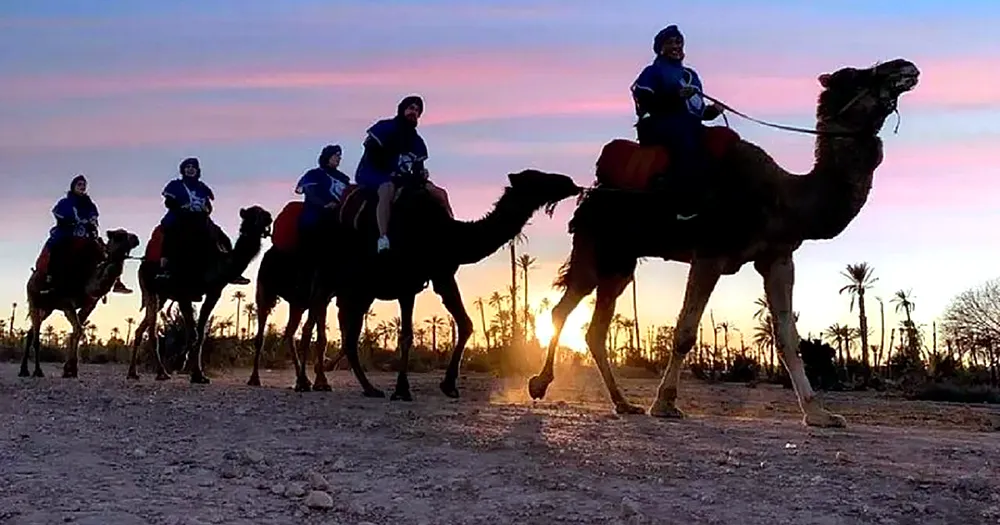 Camel ride through the Marrakech Palmeraie palm groves