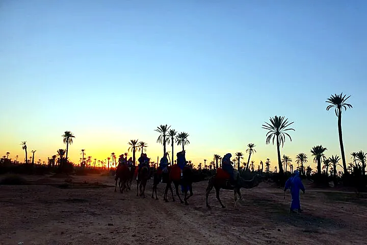 Camels and handler in the Palmeraie oasis
