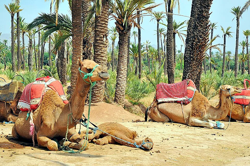 Traditional headscarves worn on a Marrakech camel ride