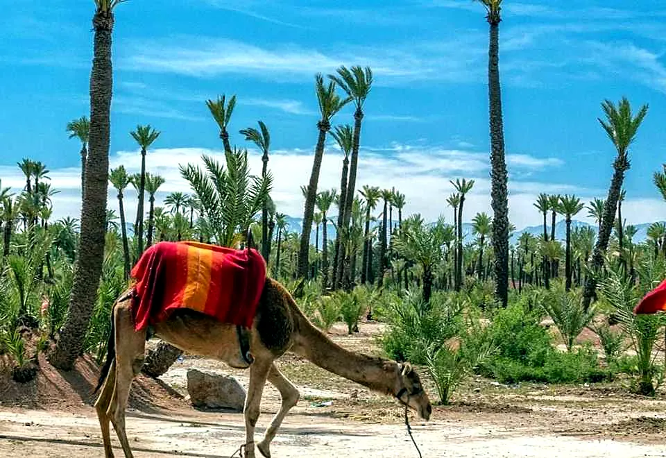 Palm grove trail during a Palmeraie camel trek