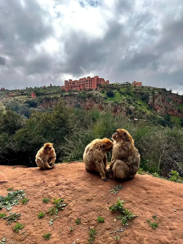 Wild Barbary macaque in the olive groves above Ouzoud Falls
