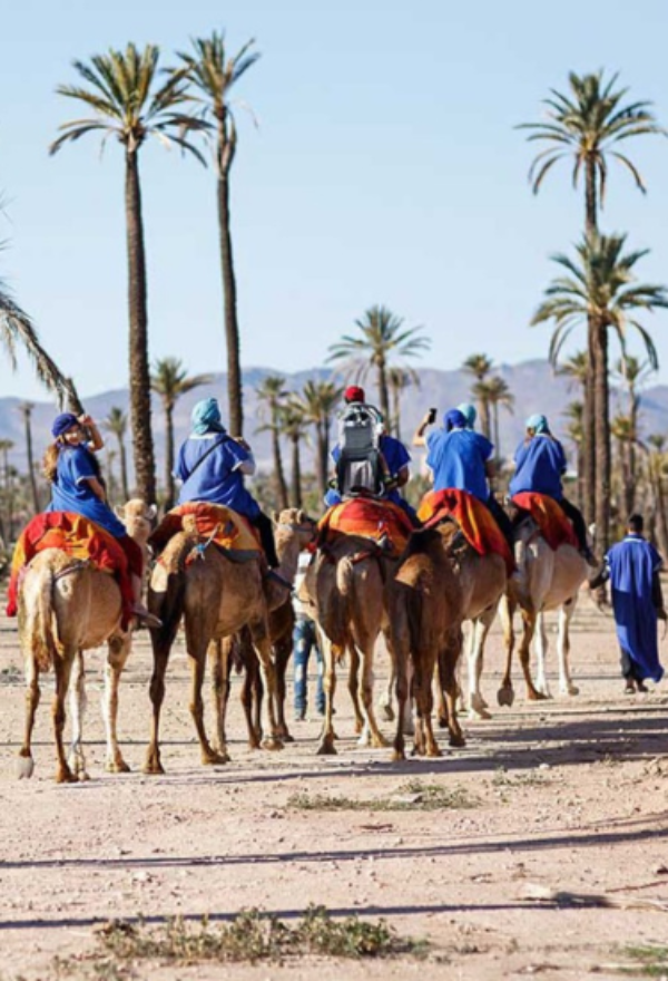 To Discover Marrakech-Palmeraie