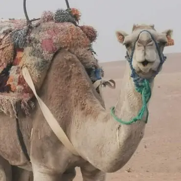 Camel